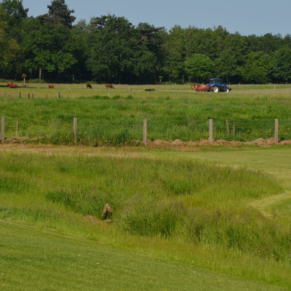 bloemen en grassen 
